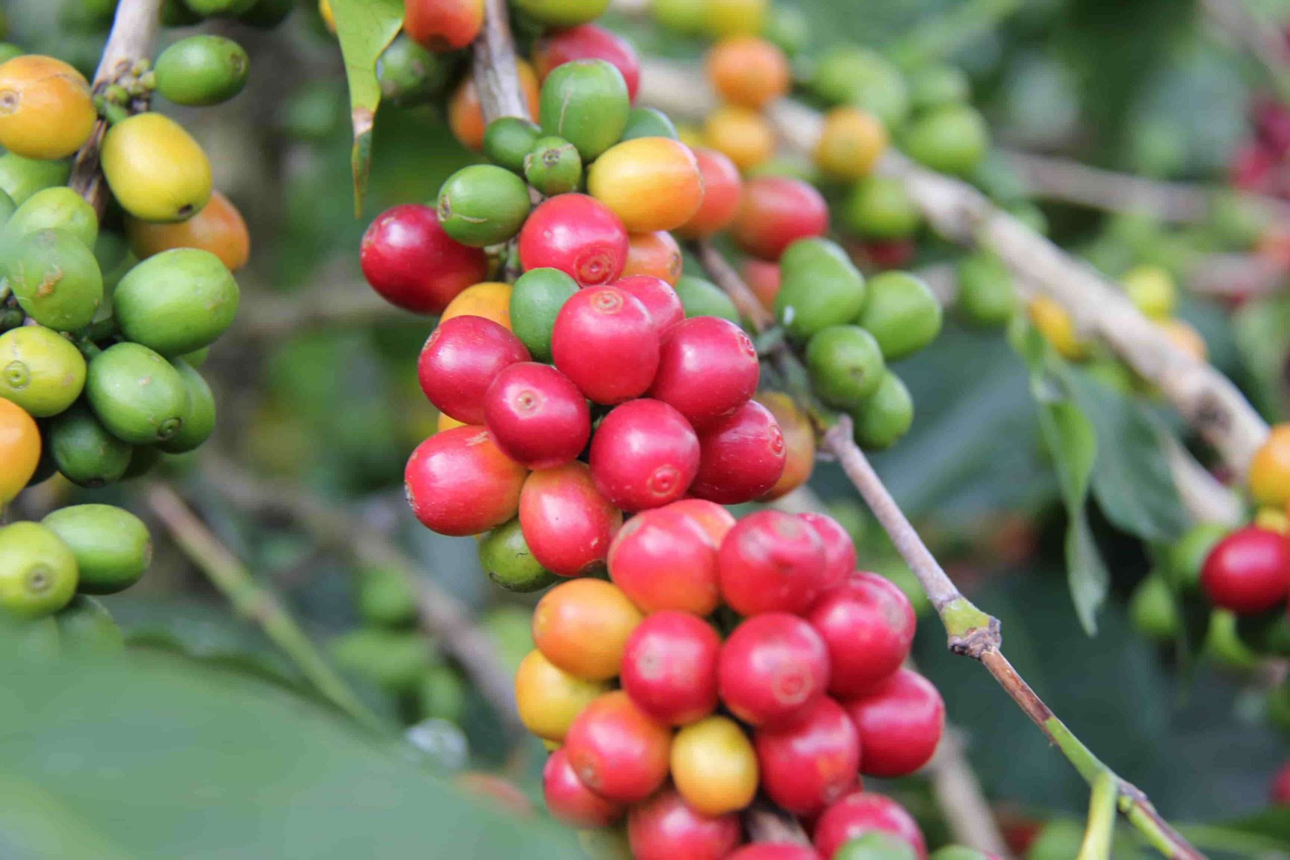 itprohelper's tweet card. Cocotu.com Specialty Coffee | Specialty Coffee