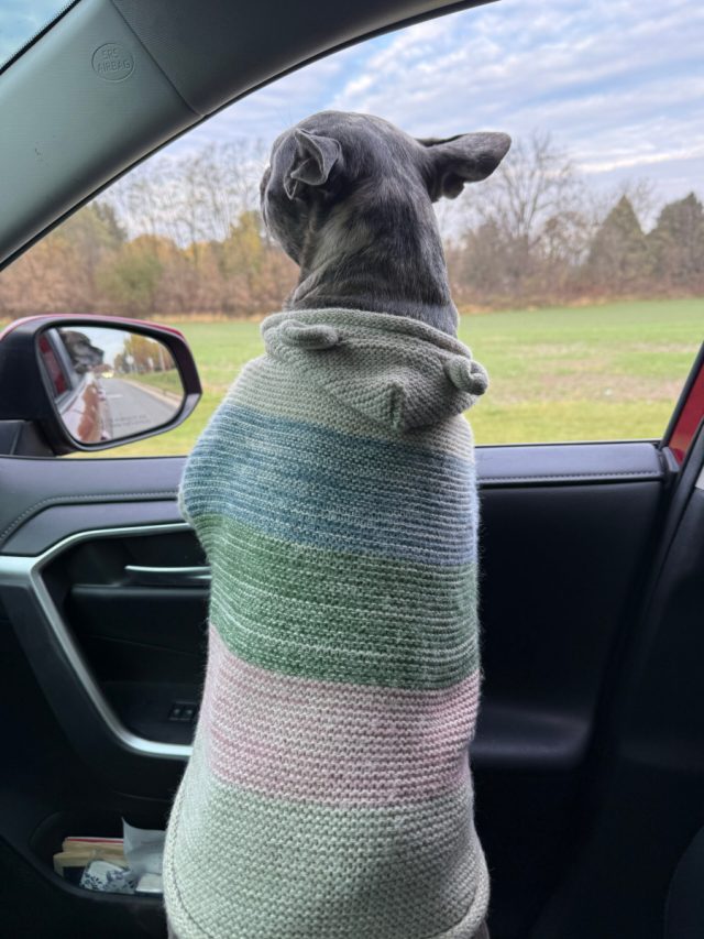 OneToad4u's tweet card. Dear Diary, Yesterday… I flew. It started out like any other glorious car ride. Arya and Willow had their snouts out the back windows, catching all the good smells. I was up front with Dad, feeling…