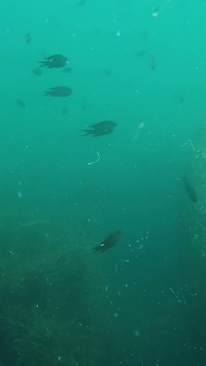 m_cazzy2338's tweet card. なんて幻想的なんだ 水中ドローンしてみる #Shorts #水中ドローン #Powervision power ray #パワービジョン...