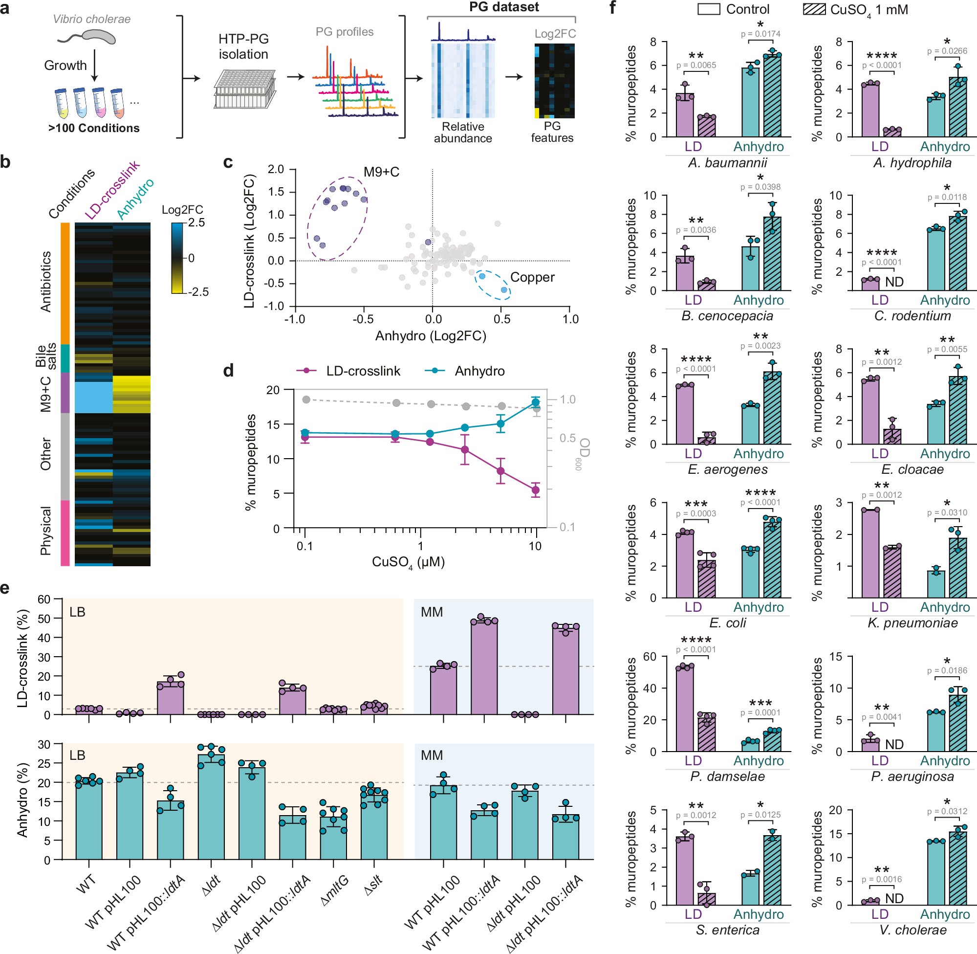 NatureMicrobiol's tweet card. Nature Communications - The regulatory mechanisms governing peptidoglycan-degrading autolysins remain poorly understood. In this work, Alvarez et al. show that lytic transglycosylase activity is...
