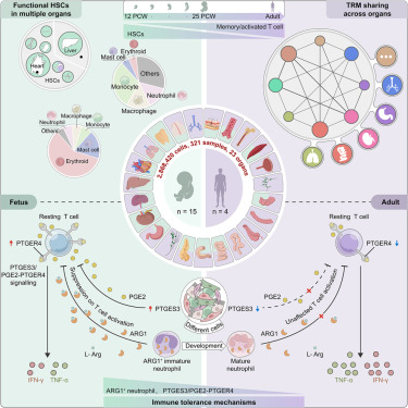 CellCellPress's tweet card. Profiling of immune cells from consecutive developmental time points in second-trimester fetuses and adults reveals that immune activation, immune tolerance, and hematopoiesis occur in a systemic way...