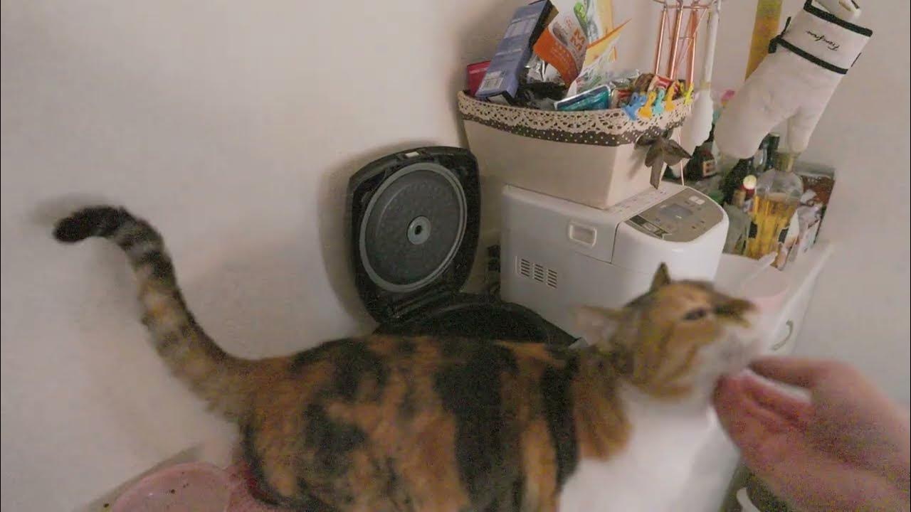 san_marigold's tweet card. 久しぶりの拠点付近アジ釣り回のアフタートーク【096-after杯目】