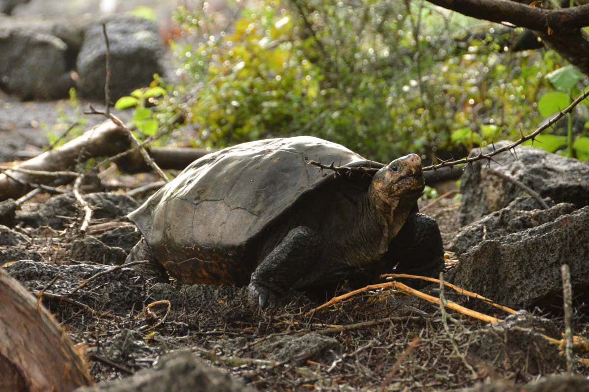 chenryphd's tweet card. A single female of the Fernandina Island tortoise species that was thought to be extinct for a century has been found in the Galapagos Islands