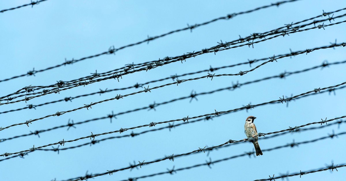 BObservatory's tweet card. The Australian government banished more than 100 refugees to Papua New Guinea instead of allowing them to build new lives. Will they be forgotten there?