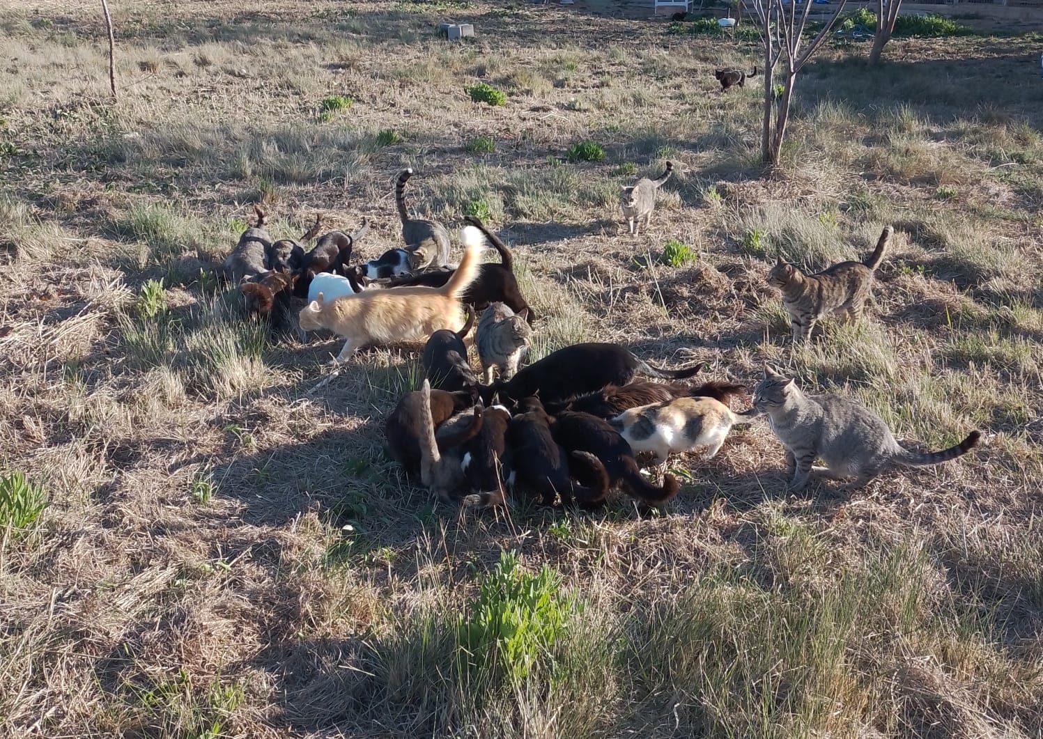 CompromisPDGR's tweet card. L'Ajuntament de Pedreguer està fent un pla de xoc per millorar el control de les colònies felines i adaptar-les a la nova Llei de Benestar