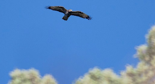 LifeInvasaqua's tweet card. Barcelona (EFE/LifeInvasaqua).- El halcón abejero, una rapaz autóctona es capaz de depredar los nidos de avispas asiáticas, según un equipo del Instituto de Biología Evolutiva (IBE-CSIC-UPF), que ha...