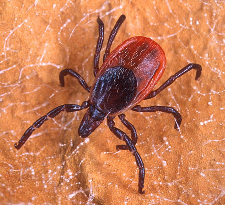 PAPestAssoc's tweet card. Don't forget to pack repellent the next time you head out to commune with nature. [Read more]