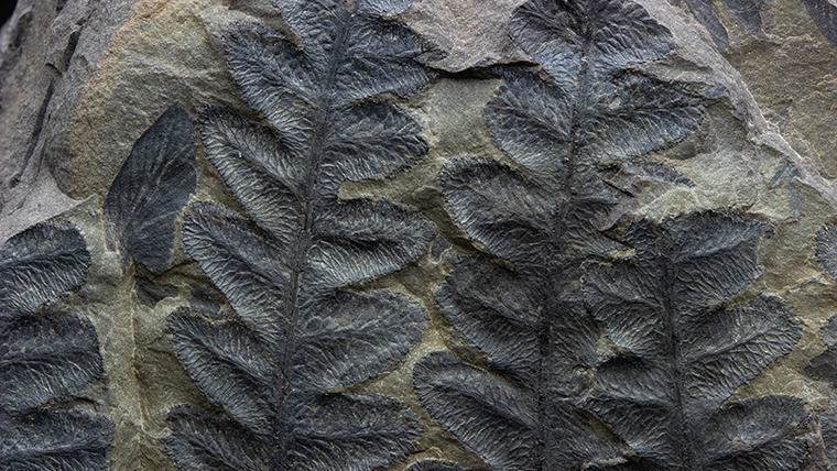 fossiltenchou's tweet card. 化石のネットショップ、「恐竜・化石グッズの専門店　ふぉっしる」で販売している植物化石の一覧です。