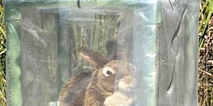 MoonPalaceDJ's tweet card. Version 2.0 of the study will add bunny scent to the stuffed rabbits if motion and heat aren’t enough to fool the pythons in Florida.