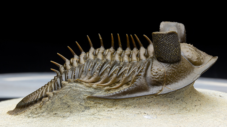 fossiltenchou's tweet card. モロッコ産、古生代デボン紀の三葉虫エルベノチレの化石です。高さのある複眼がよくわかります。