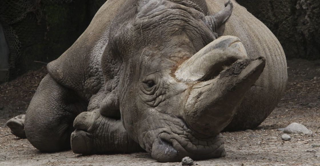 sopitas's tweet card. Según el sitio "Amo la ciencia", el gobierno capitalino recortó a la mitad el presupuesto a la comida de los animales en zoológicos de CDMX.