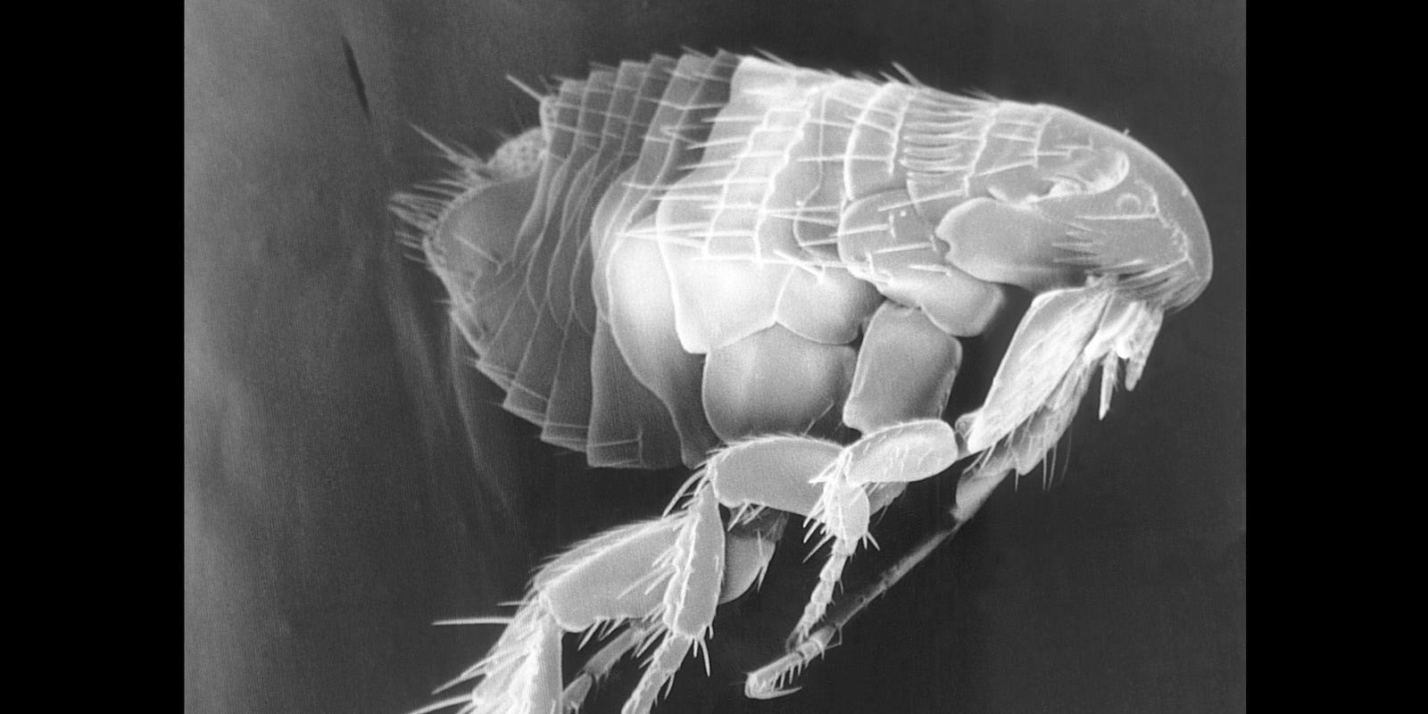 SpringStarStore's tweet card. Three people contracted the plague in neighboring New Mexico this year.