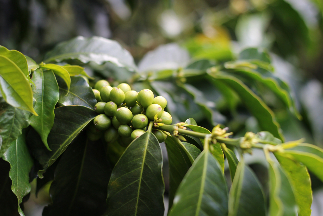 RoastMagazine's tweet card. Now we head deeper into the coffeelands of Tolima with InConexus, tasting some exceptional specialty coffee along the way.