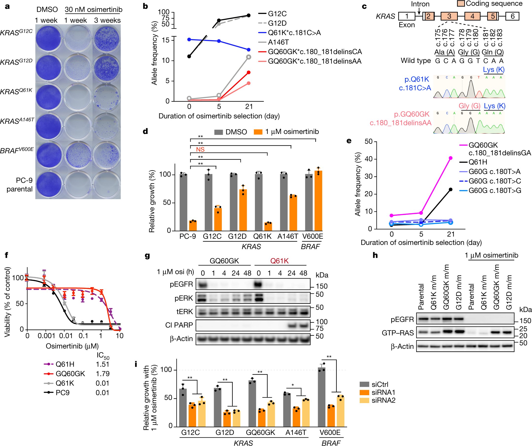 jakelee0711's tweet card. Nature - A translationally silent KRASG60G mutation, preventing the formation of a cryptic splice donor site and enabling expression of KRAS(Q61K), reveals a vulnerability in RASQ61 cancers that...