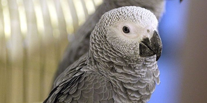 triketora's tweet card. The parrots picked up the foul language when they were quarantined together, and the room became a "working men's club scenario," the park's CEO said.