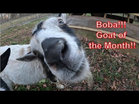 BreezyWillowFrm's tweet card. Boba! Goat of the Month!