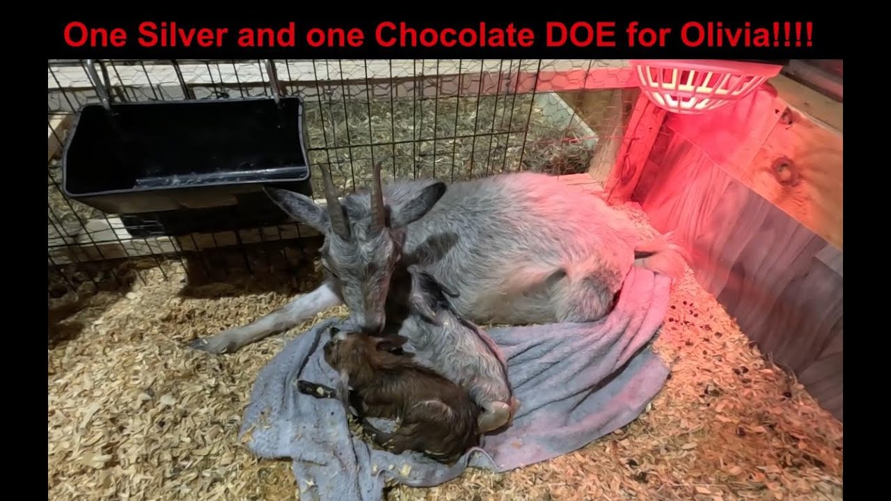 BreezyWillowFrm's tweet card. Two Doelings for Olivia!!!