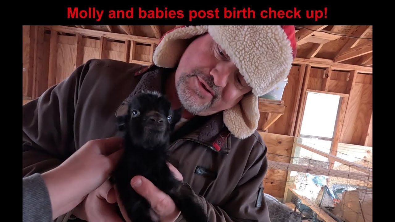 BreezyWillowFrm's tweet card. Molly and Babies post birth check up!