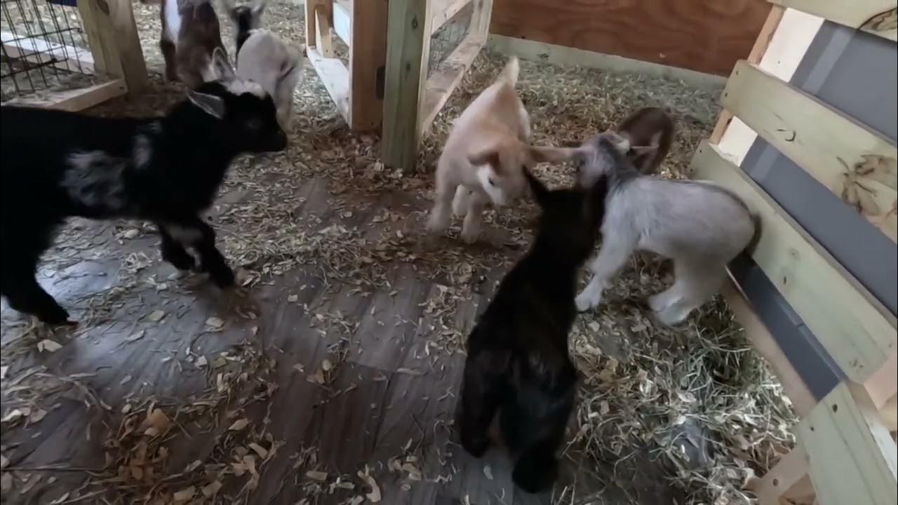 BreezyWillowFrm's tweet card. Goat momma weigh in! Week 12