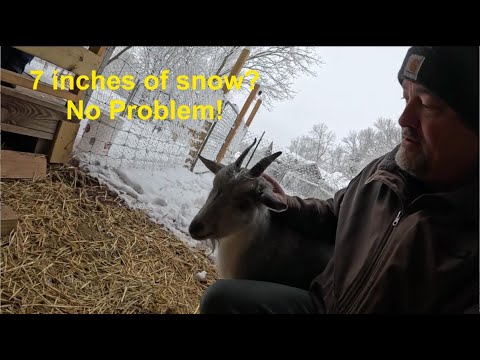 BreezyWillowFrm's tweet card. Feeding goats in the SNOW!