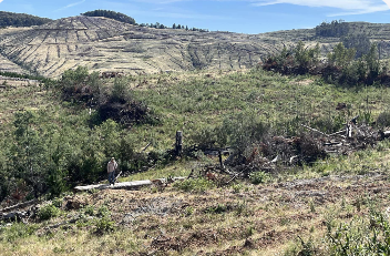 CosmoMetals's tweet card. Cosmo Metals Advances Exploration with Maiden Drilling and S...