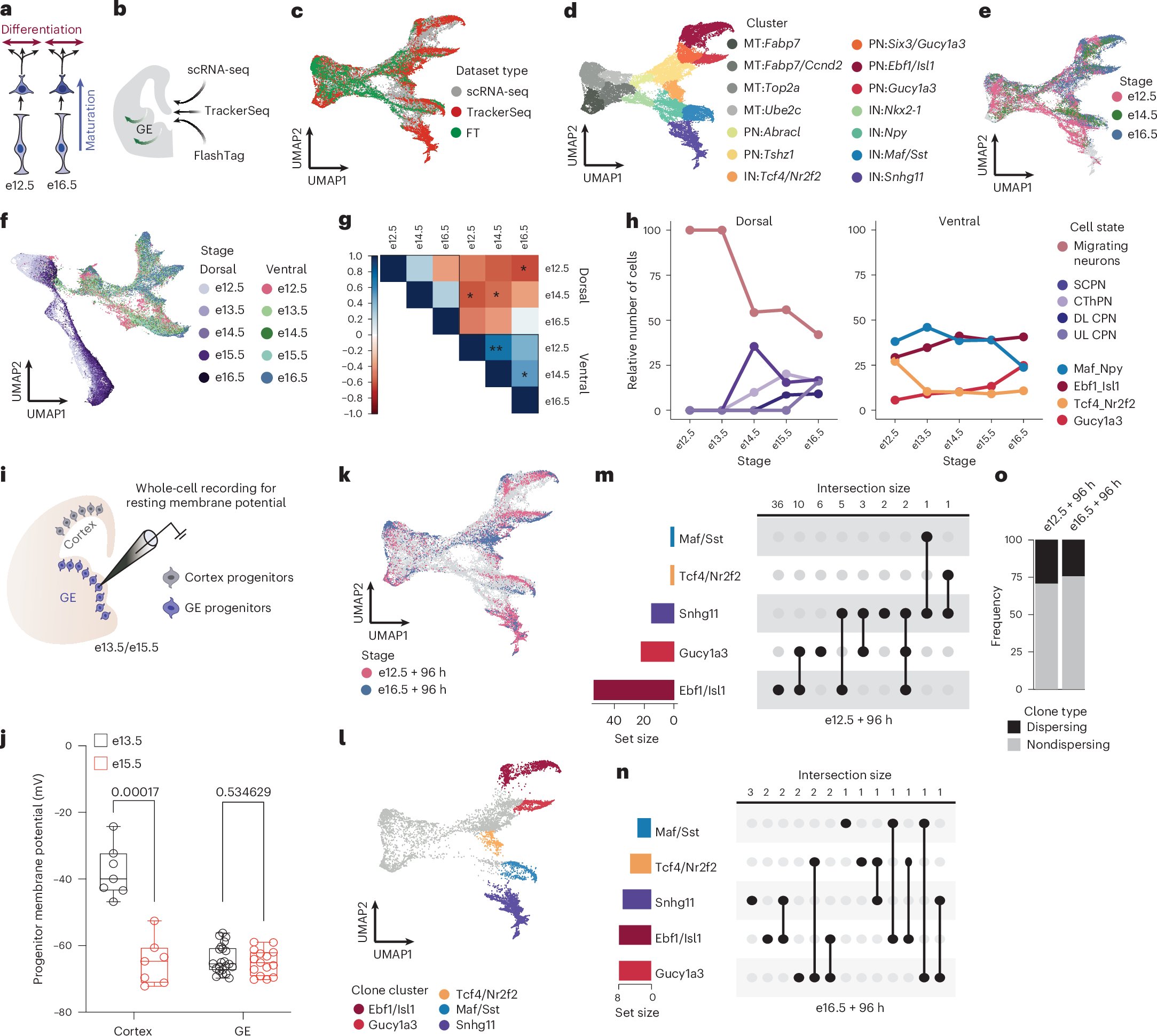 chr_mayer's tweet card. Nature Neuroscience - Unlike cortical progenitors, ventral telencephalic progenitors retain the ability to generate diverse neuron types during neurogenesis. Here, the authors show that ventral...