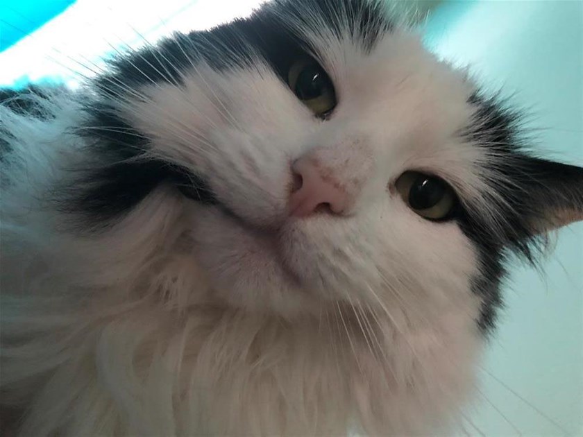 NLPJobHunting's tweet card. Help Stephanie Baker raise money to support Cats Protection