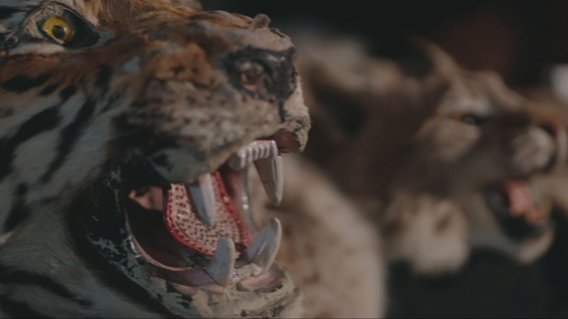 Channel4News's tweet card. Nearly 20,000 live animals, all endangered or protected species, have been seized in a global operation targeting illegal wildlife trade.