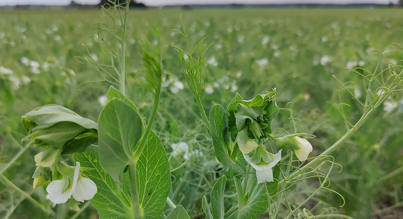 AFSCI2's tweet card. Tervetuloa mukaan palkoviljojen viljelypäivään! Syvennymme päivän aikana palkoviljojen viljelyn lisäksi palkoviljojen käyttöön sekä markkinoihin ja kannattavuuteen.