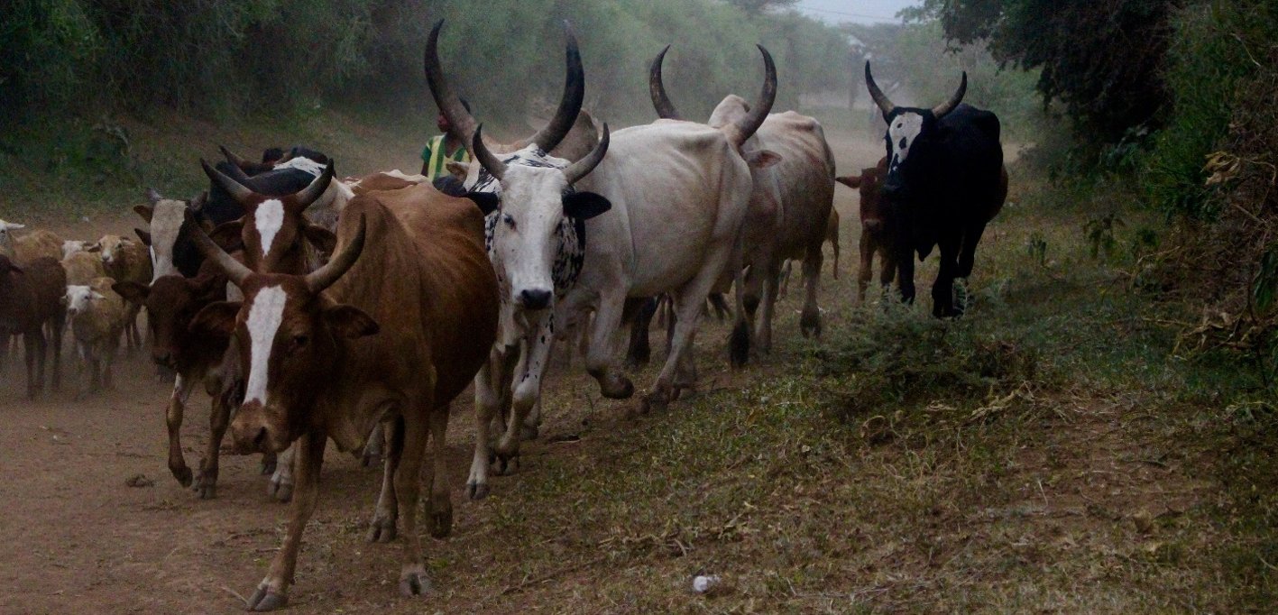 vox_dev's tweet card. Evidence from Ethiopia reveals that typical survey methods are significantly undercounting actual livestock numbers.