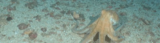 boxfishrobotics's tweet card. Catch the premiere of 'Checking in on Beagle Marine Park' on YouTube, showcasing vibrant marine life and stunning underwater visuals!