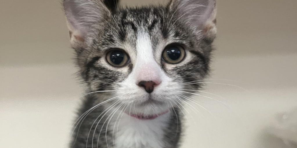 AnnetteMarchio2's tweet card. National Kitten Day encourages the adoption of abandoned kittens from shelters and rescue organizations.