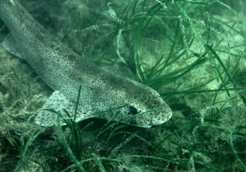 FairSeasIreland's tweet card. Fair Seas has responded to the draft strategy consultation, highlighting concerns with shortfalls in the aims laid out in the document.