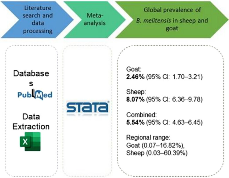 pronabDshaikat's tweet card. GRAPHICAL ABSTRACT: Brucellosis, caused by Brucella melitensis, is a major neglected zoonotic disease transmitted from sheep and goats to humans. This systematic review and meta-analysis of studies...