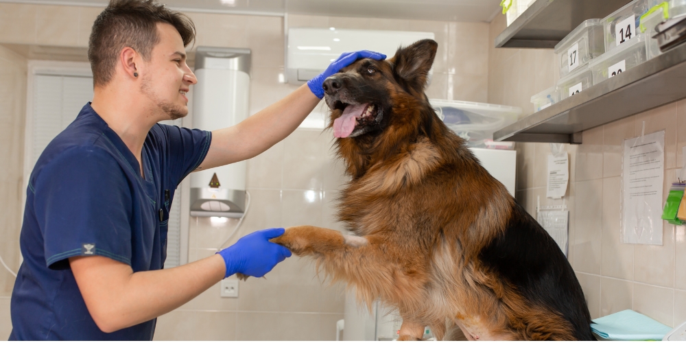 DanielReyes1083's tweet card. When it comes to grooming our pets, the choice between doing it yourself and hiring a professional can be challenging. Both options come with their benefits,