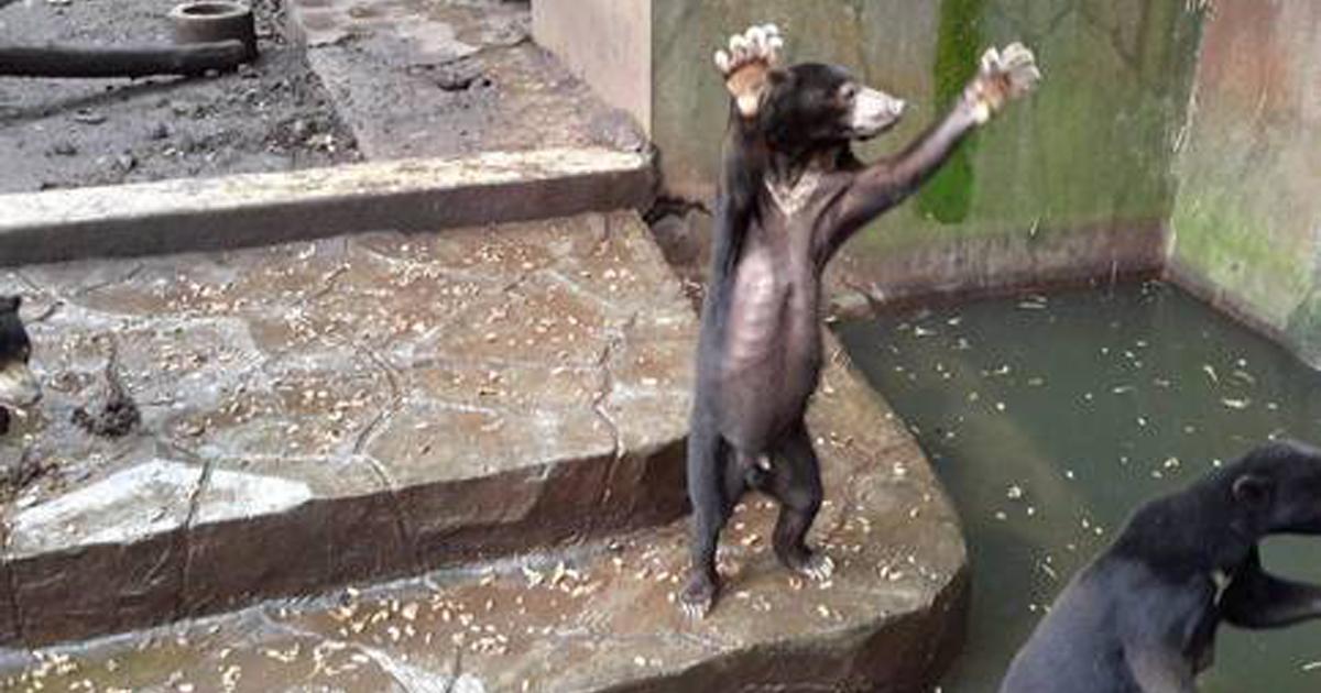 SimoneSimoni11's tweet card. E importante rispettare ogni forma di vita e se queste vite vengono rimossi dal contesto naturale e privati della loro libertà perché qualcuno ha deciso, almeno hanno a che fare con un modo coerente d