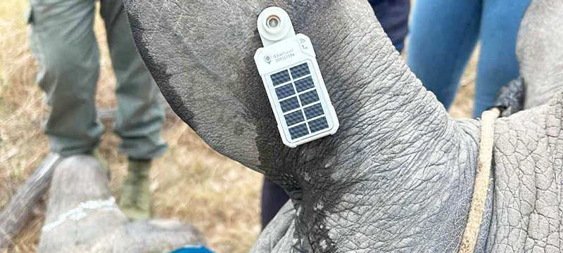 iotbusinessnews's tweet card. Highlights: Leading edge solutions built around Globalstar IoT satellite technology are helping conservationists in Africa to monitor and protect near-extinct rhinoceros from poachers Low-cost ST100...