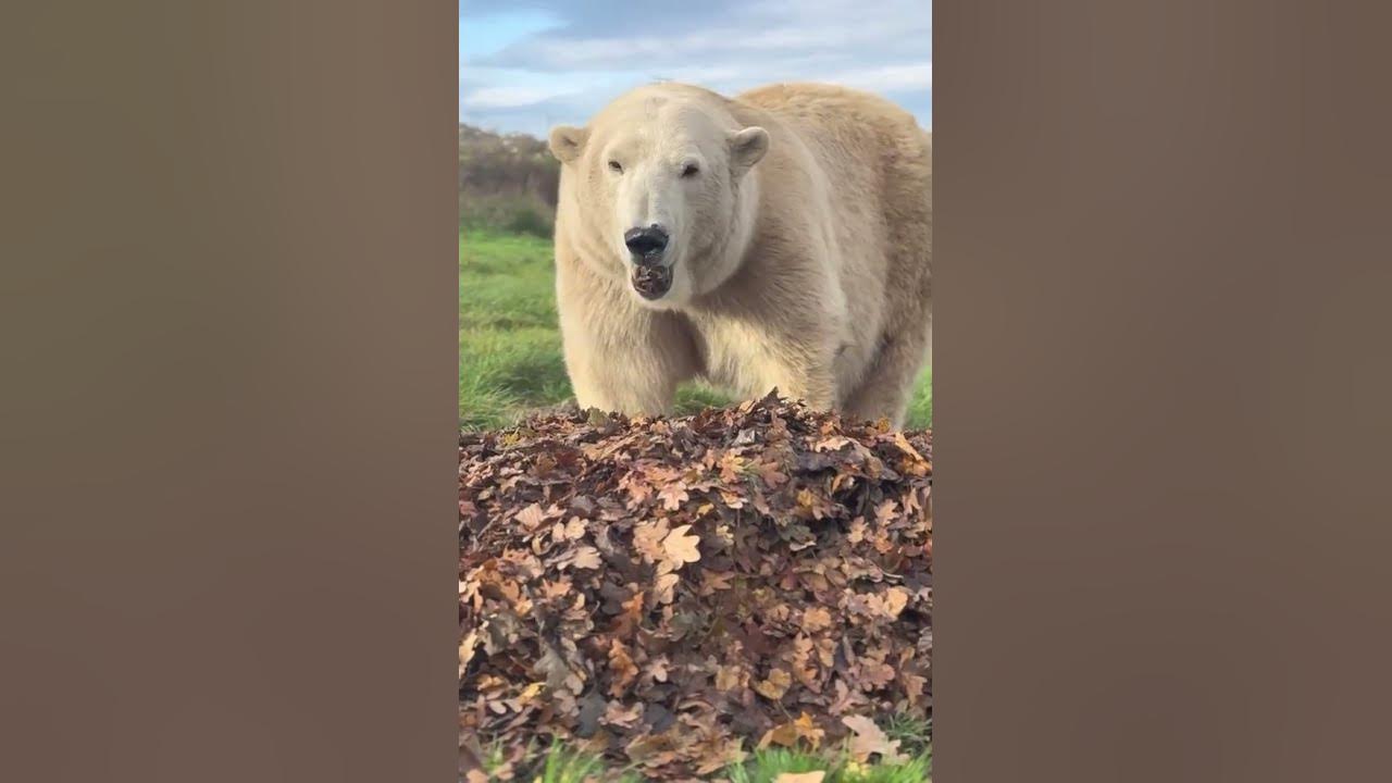 oksanabalios1's tweet card. Где же вкусняшки??? Where are the goodies??? #белыймедведь #polarbear...