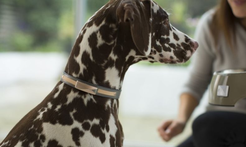 tom_futuretech's tweet card. Felcana has announced today that it has received seed funding from InseadAlum Ventures (“IAV”), a Singapore headquartered investment firm founded by INSEAD alumni. The financing will