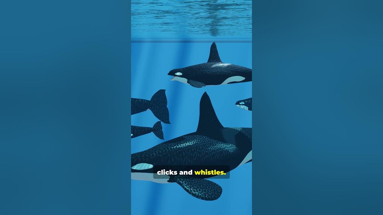FastVictor's tweet card. Why Orcas Are Ocean Geniuses