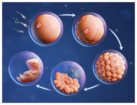 AnnaBasen's tweet card. Ny svensk forskning från Karolinska institet om mikroRNA vid livets början kan leda till bättre fertilitetsbehandling i framtiden.