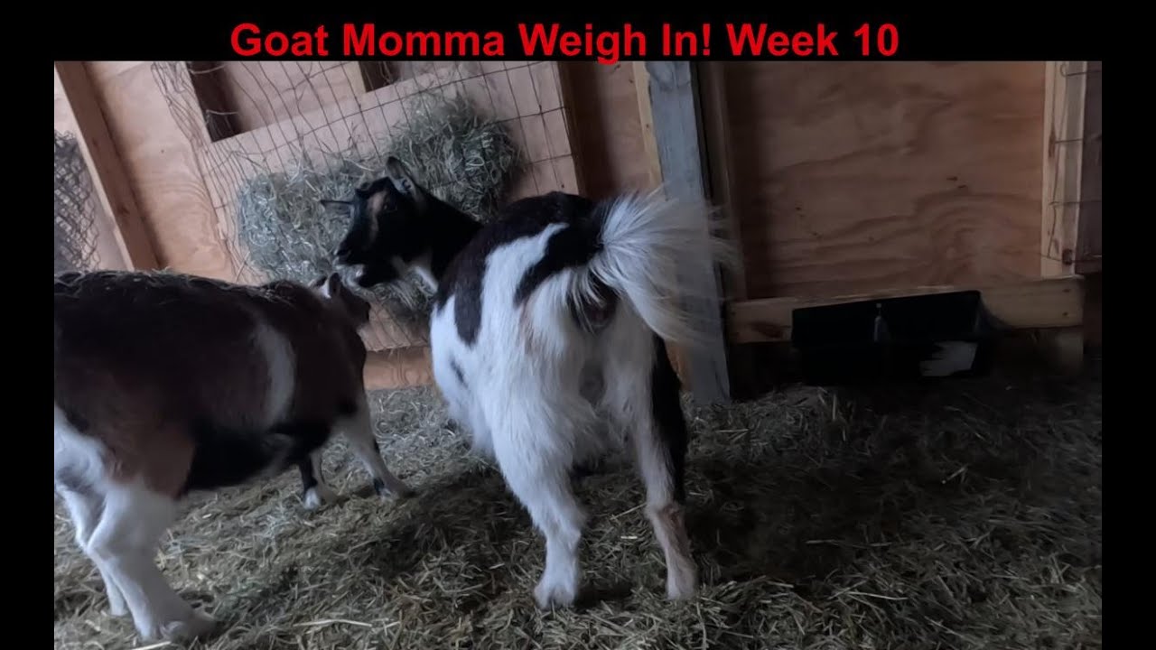 BreezyWillowFrm's tweet card. Goat momma weigh in! Week 10
