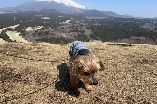 bgr_toc's tweet card. ★★ Camp STAR ★★