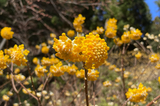 bgr_toc's tweet card. ★★ Camp STAR ★★