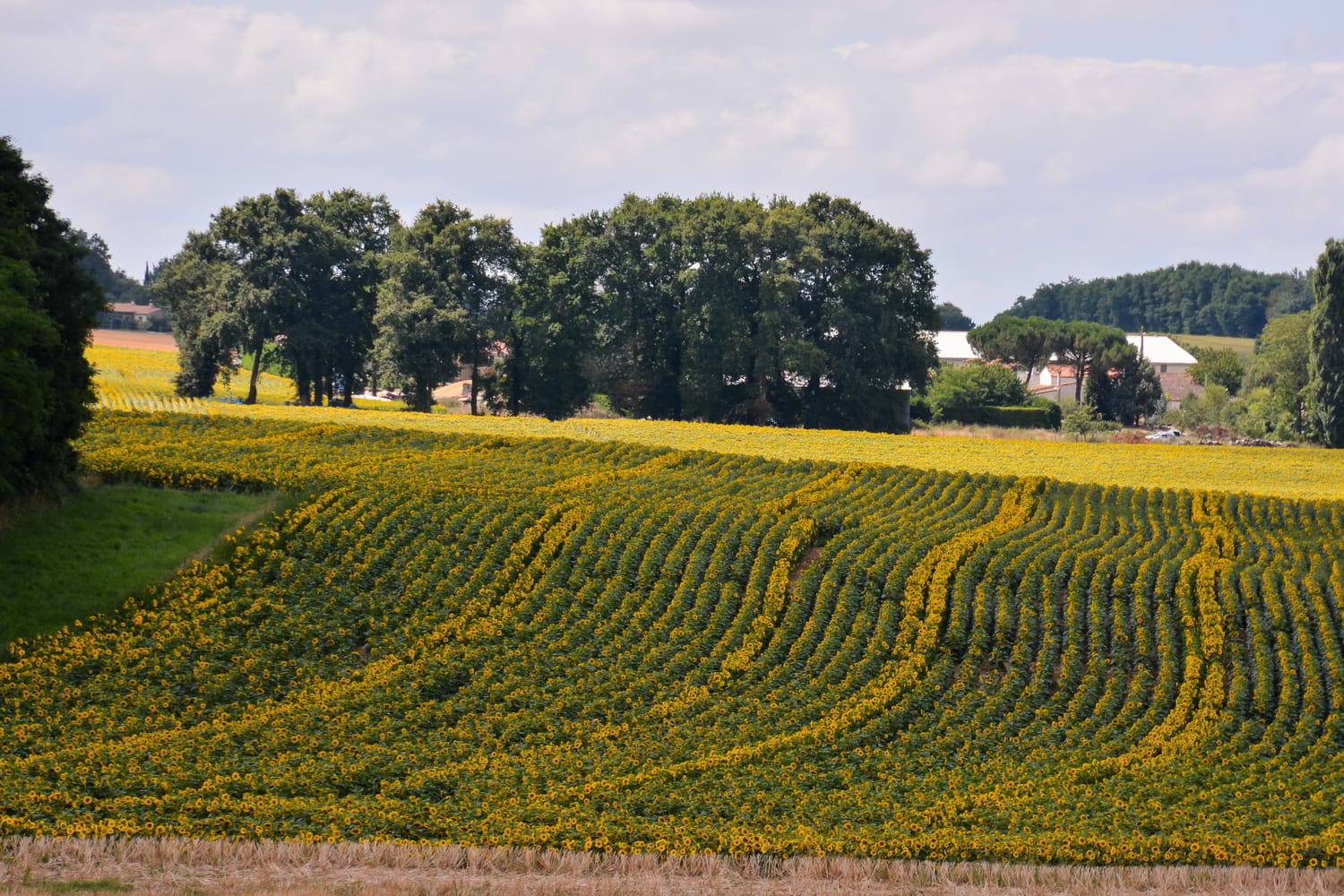 Evecalopipa1's tweet card. Des chercheurs ont fait une trouvaille étonnante en examinant des terres agricoles traitées uniquement avec des engrais organiques.