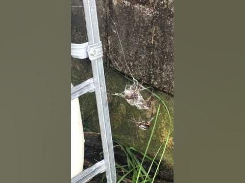 ProCorePest's tweet card. spider capturing wolf spiders