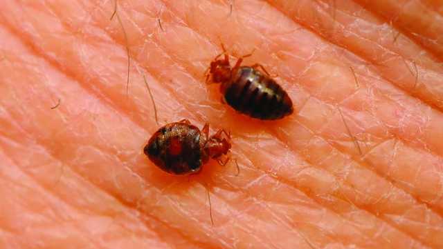 ProCorePest's tweet card. Greenville regularly makes top 20 lists, but last year, the city crept up on list on which no city wants to be included.