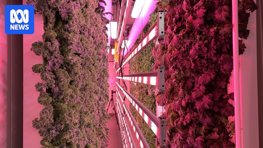 ModularFarmsAU's tweet card. Packed floor to ceiling with vegetables and herbs like basil, kale, mint and mustard, this state-of-the-art modular farm is changing the future of agriculture, all with the push of a button.