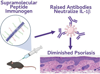 LabCollier's tweet card. Supramolecular peptide nanofiber immunogens are designed using B-cell epitopes from IL-1β and exogenous T-cell epitopes. Without adjuvant, these materials raise durable antibody responses that...