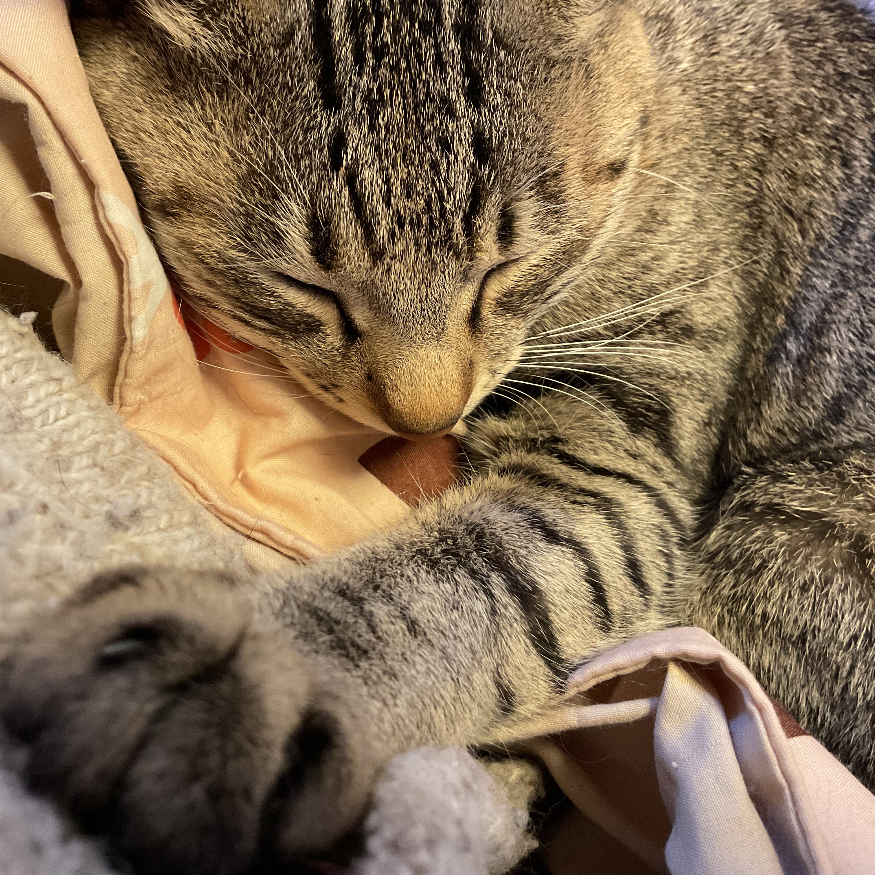 retrobaragit's tweet card. 11月19日«水»  2025冬だね…な 9:36  朝メシを食いたいんだケド…🍚膝上にコイツ(チビタ)が居ると、どうしても動けなくなっちゃうジジバカ猫爺です…